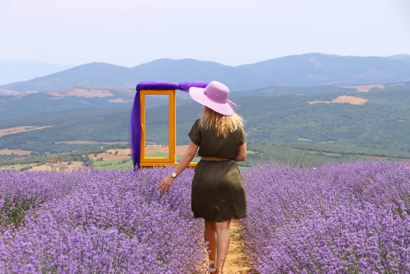 Photographers make their way to northwestern Turkey to take photos in blooming lavender fields