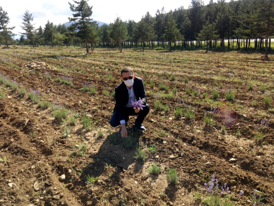 Fields of lavender to become new tourist attraction in Turkey&#8217;s Safranbolu