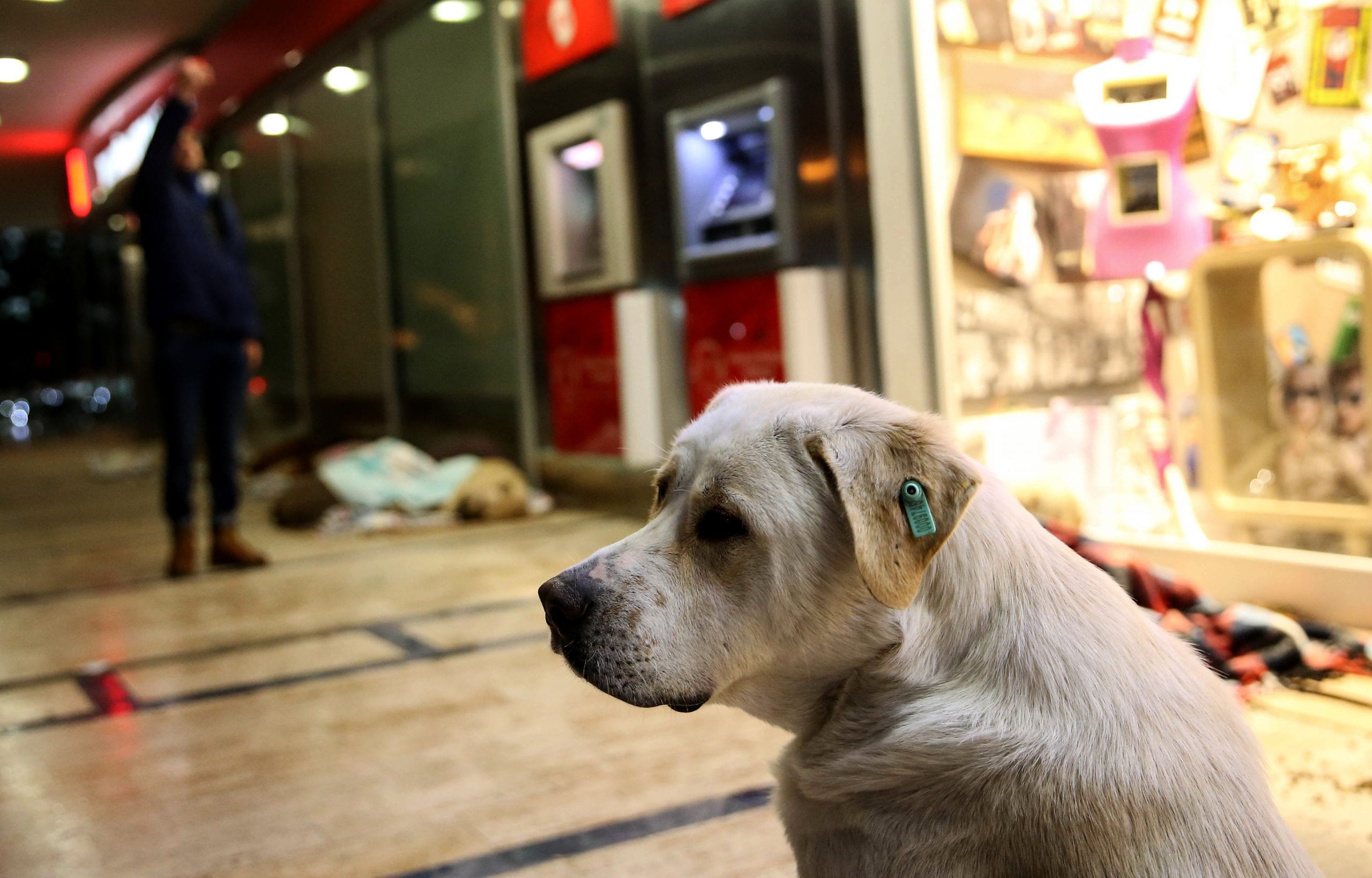 Turkey to build Stray Animals Care House in Antalya