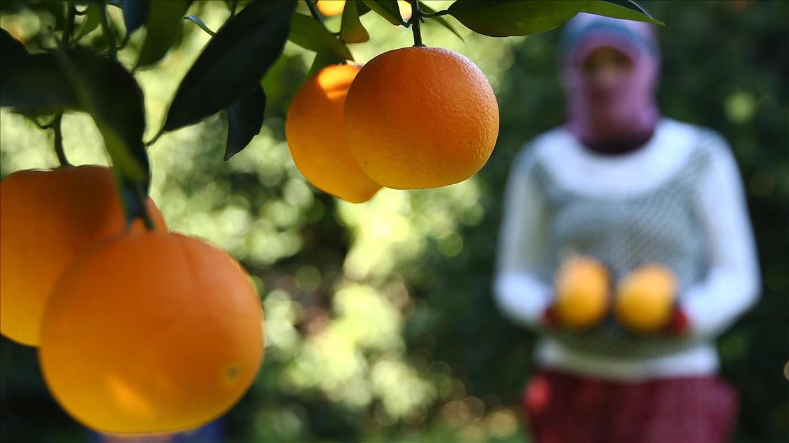Turkey’s citrus exports increased by 24%