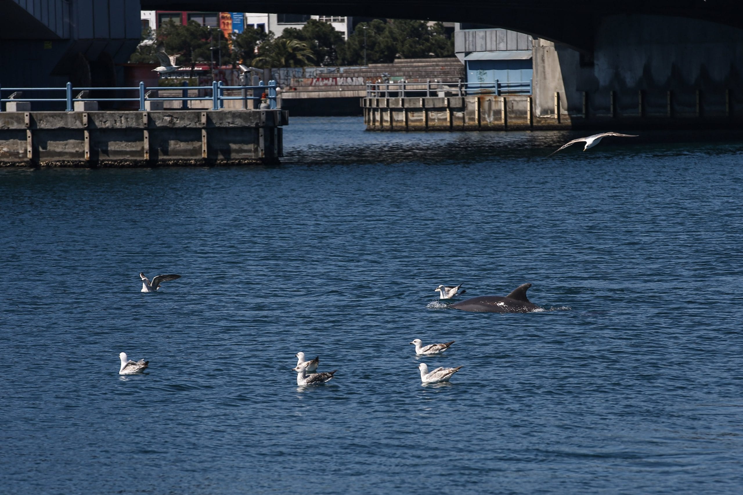 Около Галатского моста в Стамбуле были замечены дельфины
