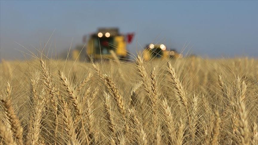 Пшеница приобрела стратегическое значение в период пандемии