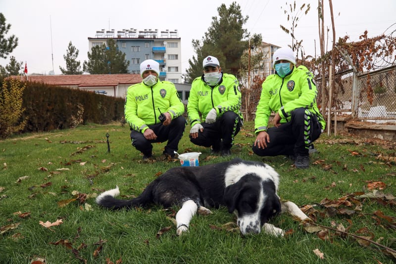 Animal rights activists in Turkey take care of stray animals amid lockdown