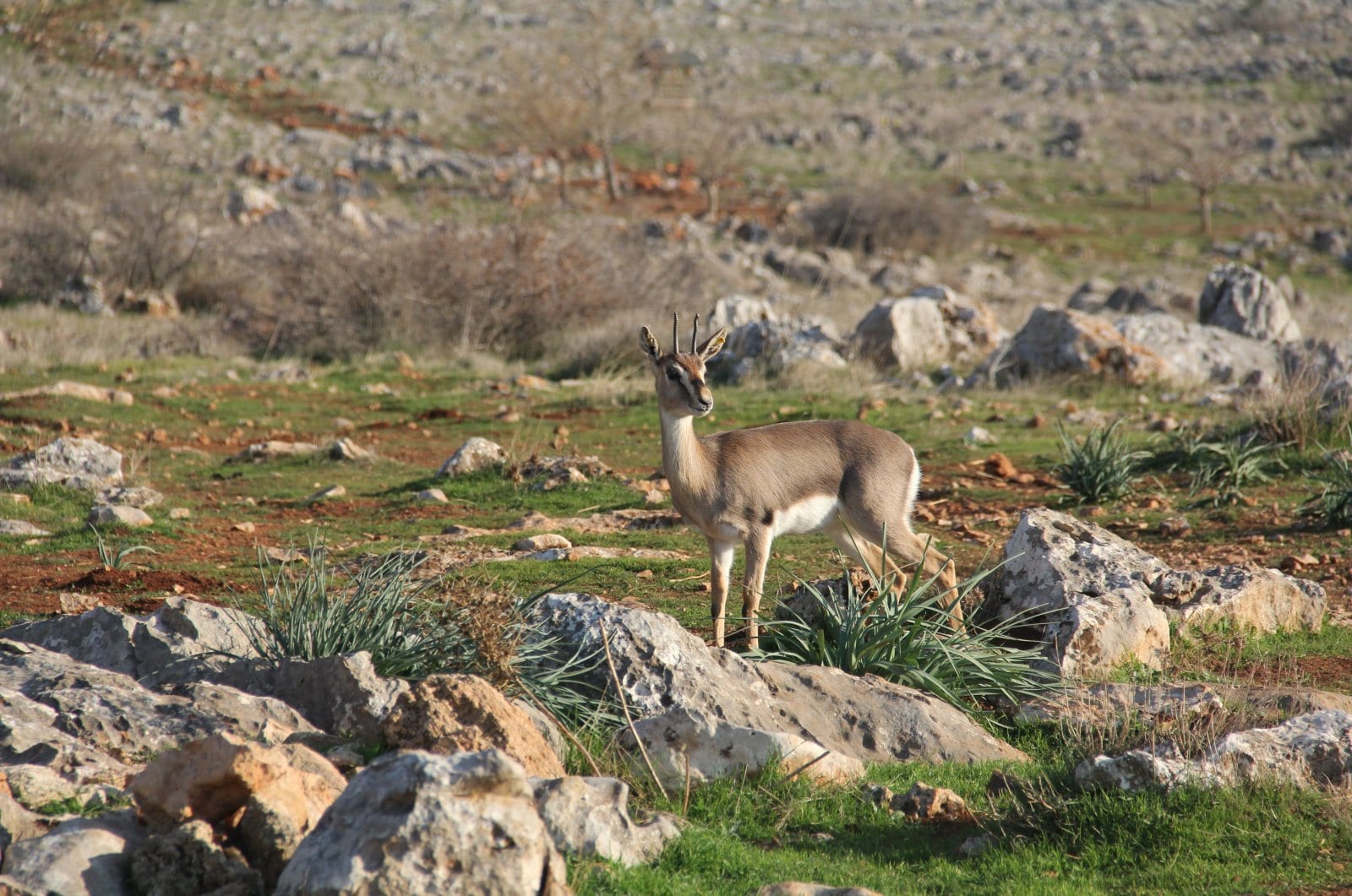 Небольшая популяция горных газелей продолжает расти в южной части Хатая в Турции