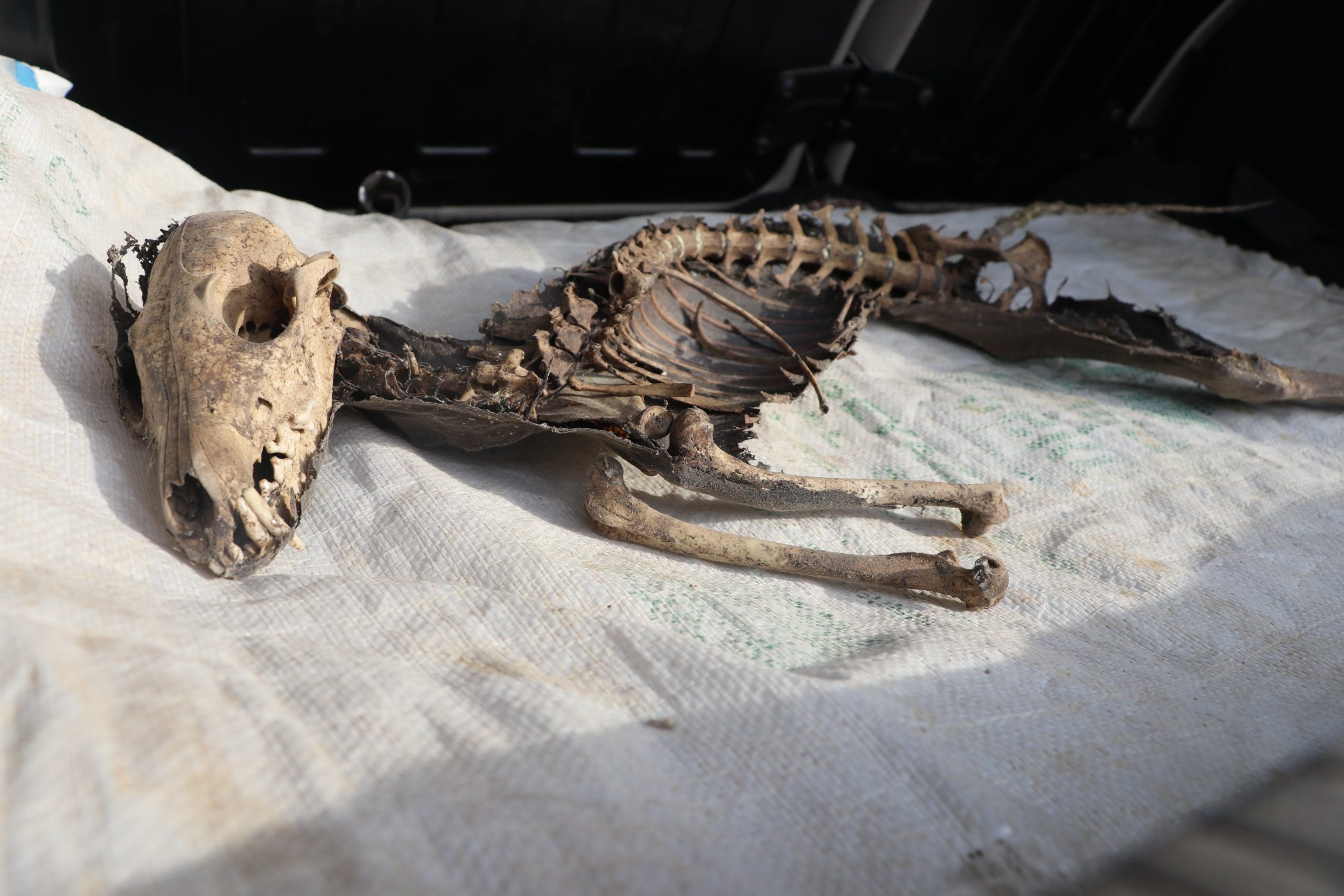 Скелет животного неизвестного вида найден на востоке Турции
