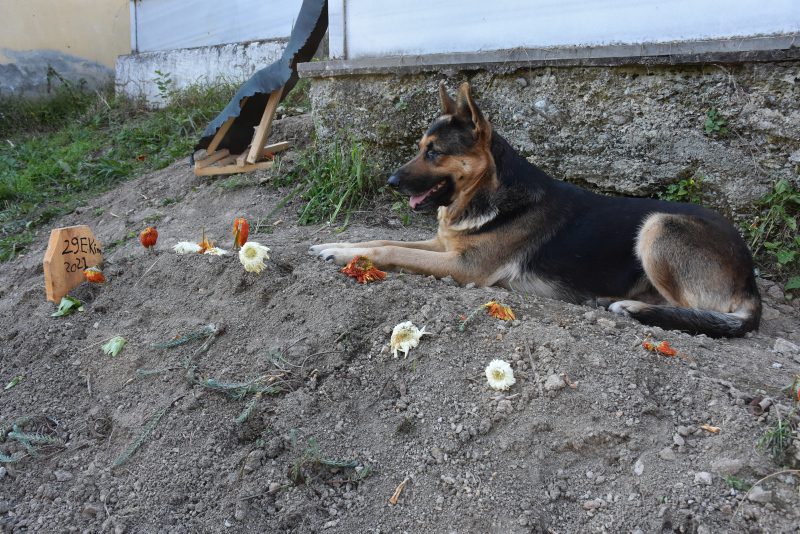 Собака в Турции регулярно посещяет могилу покойного хозяина