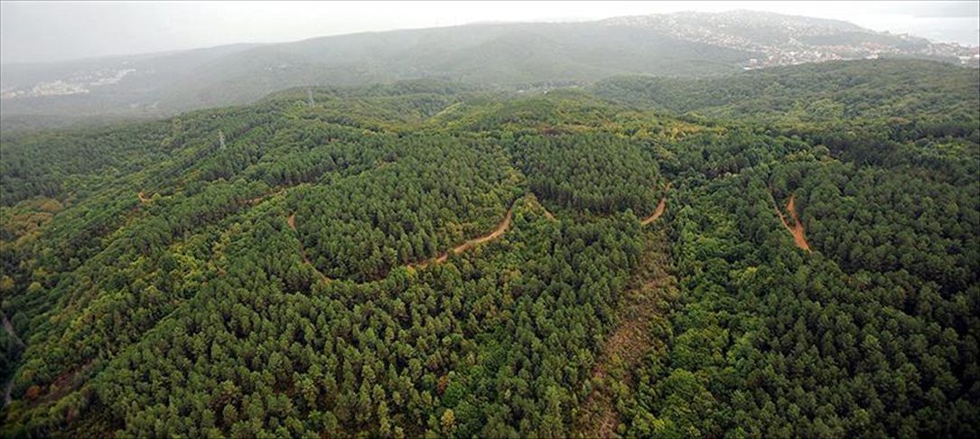 Turkey wants to increase its forest areas to one-third of the country’s total area