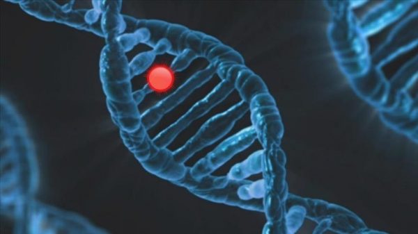 Исследователи обнаружили вариант гена, защищающий от тяжелой формы COVID-19