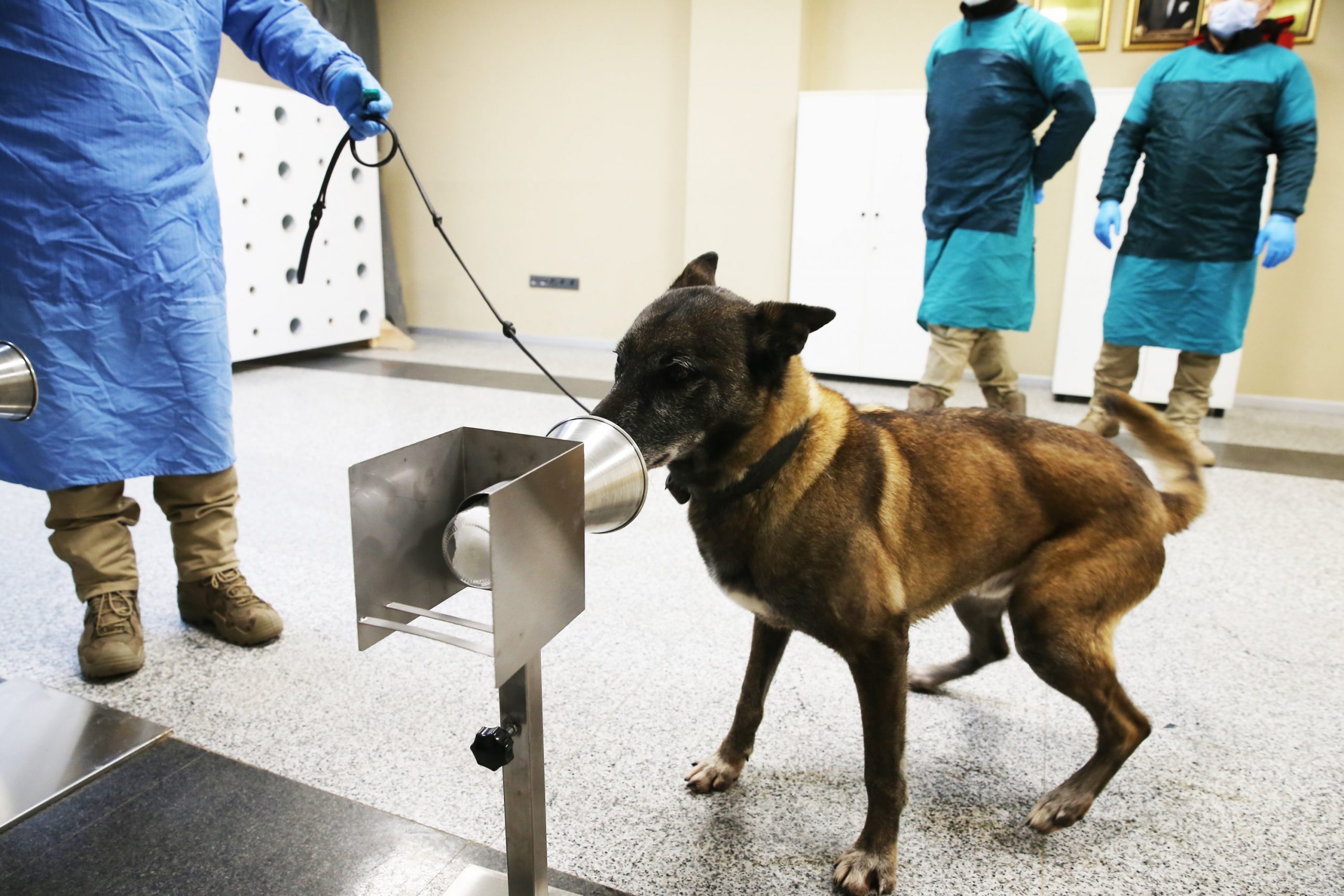 Sniffer dogs trained in Turkey to identify COVID-19 infected