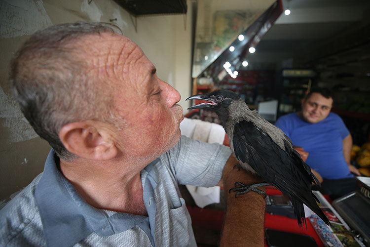 A greengrocer in southern Türkiye has made friends with a crow chick that he found five months ago